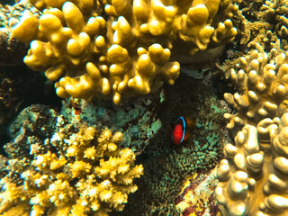 Clown fish in Great Barrier Reef, off Cairns, Queensland, Australia