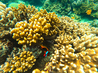 Clown fish in Great Barrier Reef, off Cairns, Queensland, Australia