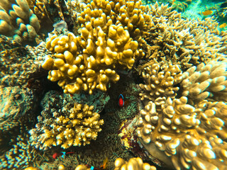 Clown fish in Great Barrier Reef, off Cairns, Queensland, Australia
