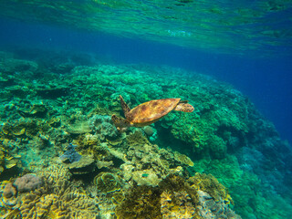 Fototapeta na wymiar Turtle swimming in the Great Barrier Reef, off Cairns, Queensland, Australia. Space for Copy