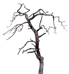 Dead tree with cracked dark bark isolated on transparent background. Tree trunk with dry crossing...