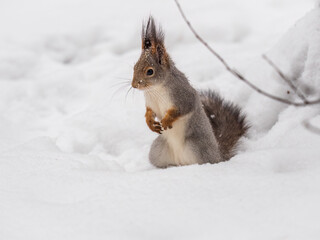 The squirrel in winter sits on white snow.