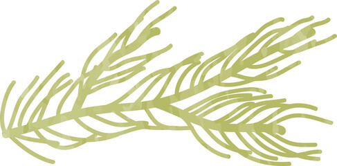 Watercolor winter pine leaf 