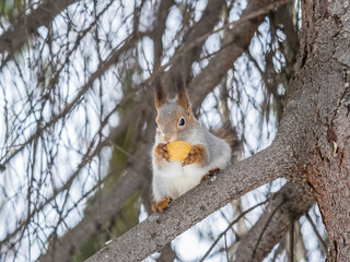The squirrel with nut sits on tree in the winter or late autumn