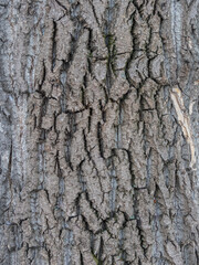 The texture of the bark of an old willow