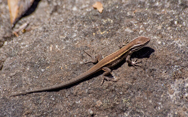 liolaeumas pictus 