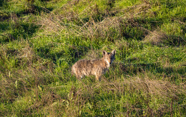 Naklejka na ściany i meble Coyote in a grass field looking at you