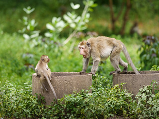 Portrait, Little Monkey or Macaca in forest park are being threatened by the primates leadership, its scream fearful, making eye contact, they are fearful, dangerous, threatening and ready to fight.