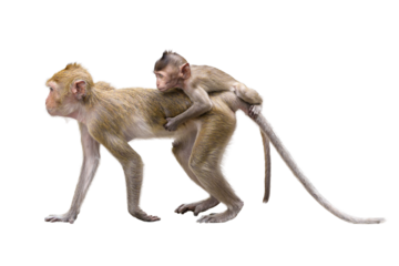 Portrait side view Macaca, Brown baby monkey on the mother monkey's back, its looking and moving forward. Isolated on white background in full depth of field with clipping path.