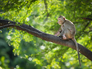 Mother monkey and baby sitting on a tree in the natural forest. She hug the son in her arms with love and safety. Baby monkey it's upside down, looking cheeky. Leave a blank space for text entry.