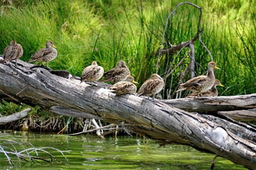 Yellow-billed pintails (Anas georgica) perched on a log at Laguna de Yambo, near Latacunga, Ecuador