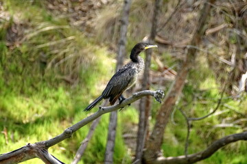 Neotropic Cormorant (Phalacrocorax brasilianus) perched on a branch on the bank of Laguna de Yambo, near Latacunga, Ecuador