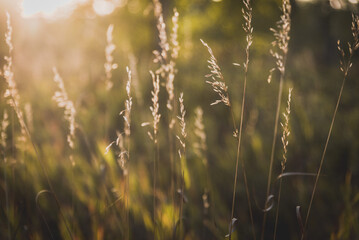 Grass in field at sunset