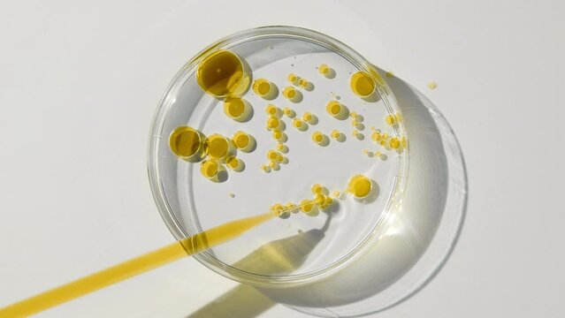 Top view big close-up of long chemical dropper drains yellow oil in petri dish with water creating yellow bubbles on grey background | Abstract skincare products with chamomile oil formulating concept