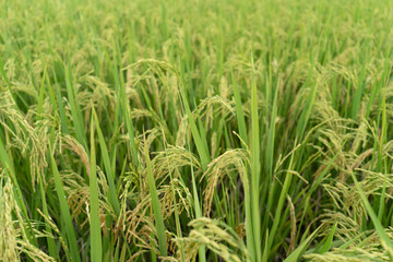 Green Terraced Rice Field. rice is growing in the field background
