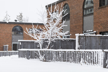 Snow day in winter. Residential building and tree covered with snow. Snowfall and cold weather.