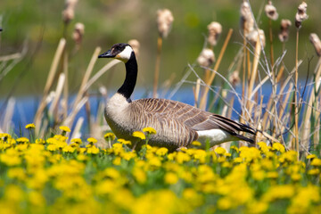 Canada goose is standing in grass and dandelions near the lake. © Saeedatun