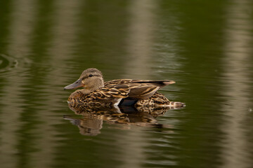 Female Green winged teal is swimming in the lake in summer.