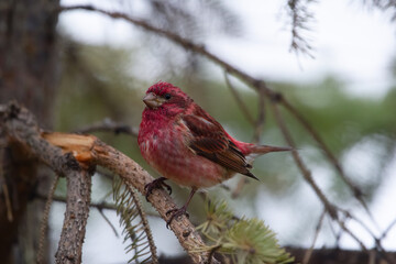 Male purple finch is sitting on the spruce tree in the fall.
