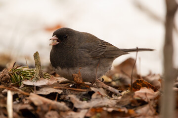 Dark eyed junco is eating seeds on the ground in winter.
