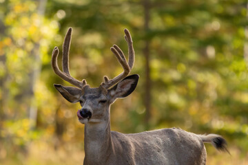 Mule deer buck in the wood with velvet antlers in autumn.
