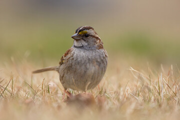 Male White throated sparrow in dry brown grass.