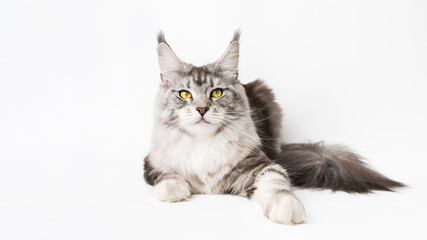 Fototapeta na wymiar Maine Coon Cat black silver classic tabby and white color lying down and looking at camera. Studio shot on white background. Horizontal banner with copy space for text on left side.