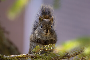 Serious American red squirrel is sitting on the branch of the tree. © Saeedatun