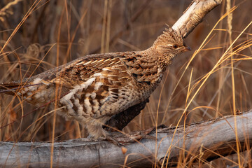 Ruffed grouse if masking in the  grass  during hunting season.