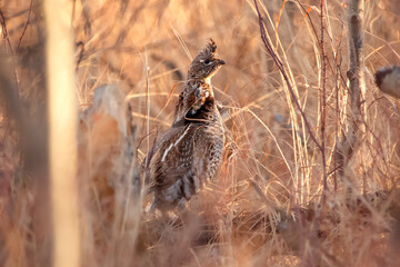 Ruffed grouse if masking in the  grass  during hunting season.