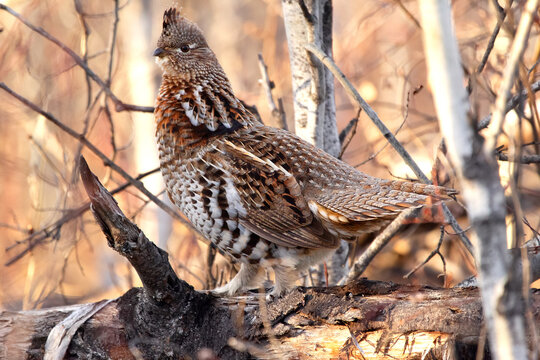 Ruffed grouse if masking in the  grass  during hunting season.