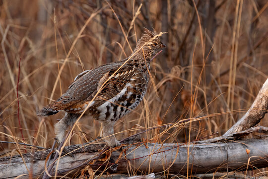 Ruffed grouse if masking in the  grass  during hunting season.