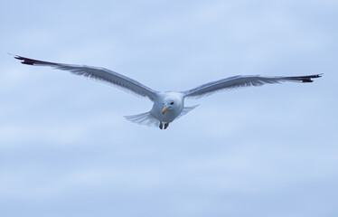 seagull in flight