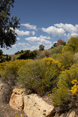 Rubber Rabbitbrush and blue sky background