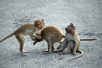 Naklejka premium 可愛いサル