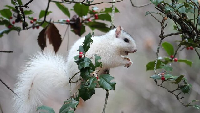 White Squirrel Balancing on Thin Branch While Eating and Picking Red Berry