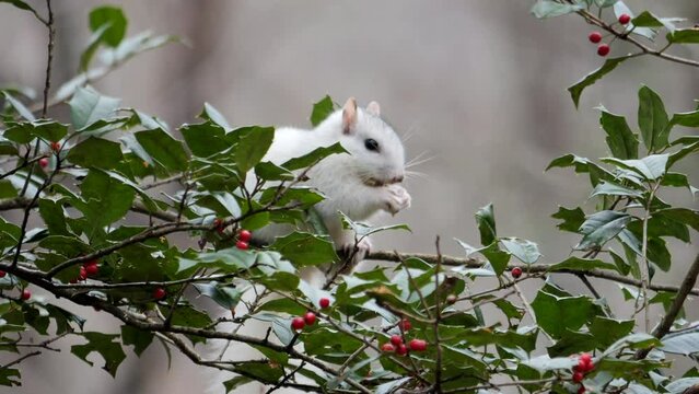 White Eastern Gray Squirrel Sitting and Eating on Green Holly Bush with Red Berries