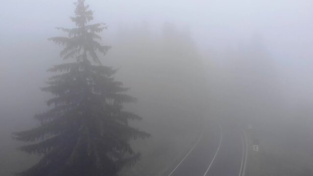Flying Through Overcast Forest On A Misty Morning. Aerial Shot