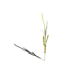 wild field grass with a shadow under it, isolated on white background, 3D illustration, cg render
