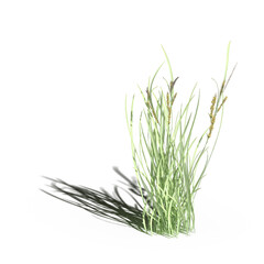 wild field grass with a shadow under it, isolated on white background, 3D illustration, cg render