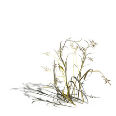 wild field grass with a shadow under it, isolated on white background, 3D illustration, cg render