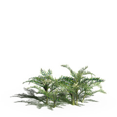 wild field grass with a shadow under it, isolated on white background, 3D illustration, cg render