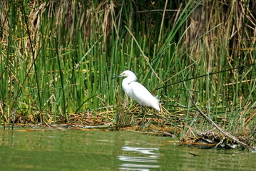 Snowy egret (Egretta thula) in the reeds on the bank of Laguna de Yambo, near Latacunga, Ecuador