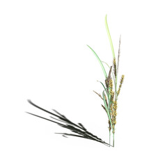 wild field grass with a shadow under it, isolated on a transparent background, 3D illustration, cg render