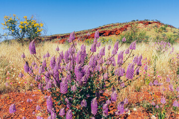 Purple wildflowers blooming in Karijini National Park in northern Western Australia - obrazy, fototapety, plakaty