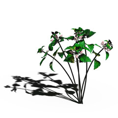 wild field grass with a shadow under it, isolated on a transparent background, 3D illustration, cg render