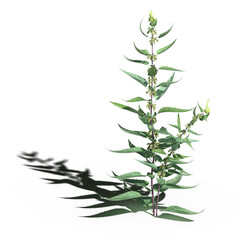 wild field grass with a shadow under it, isolated on a transparent background, 3D illustration, cg render