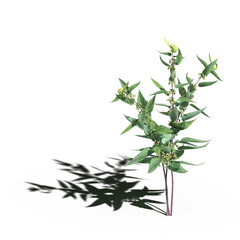 wild field grass with a shadow under it, isolated on a transparent background, 3D illustration, cg render