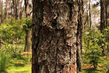 La barra de la naturaleza