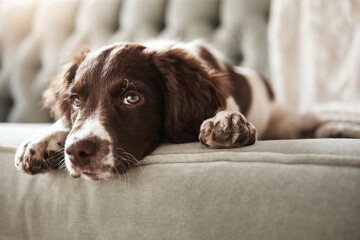Adorable dog, relax and sofa lying bored in the living room looking bored or cute with fur at home....